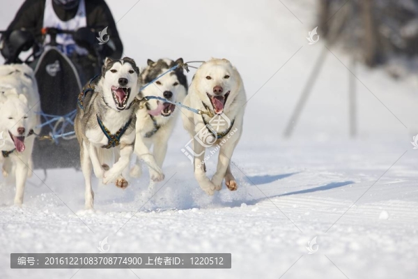 雪橇犬比賽在Lenk,/瑞士2012