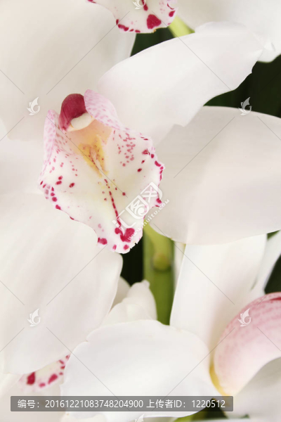 白蘭花