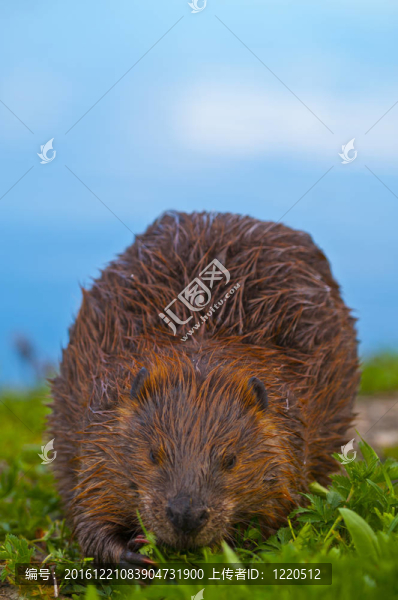 野生海貍