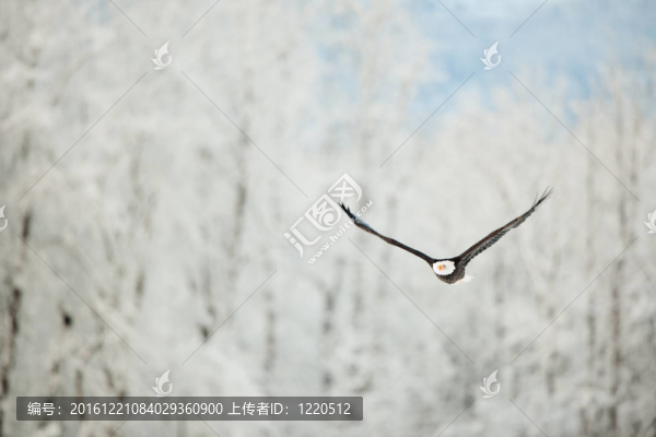 飛鷹覆蓋雪山。