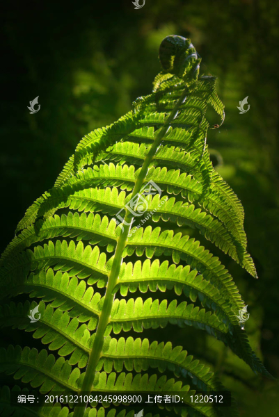 蕨類植物在春天
