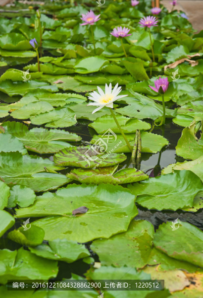 水百合
