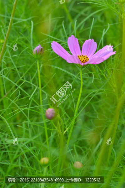 粉紅色的花1