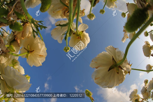 一片田野上的藍(lán)天