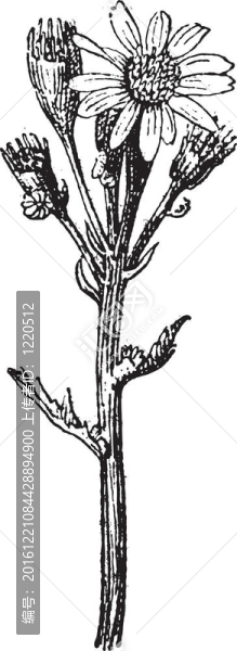 普通植物或濕生千里光復(fù)古雕刻
