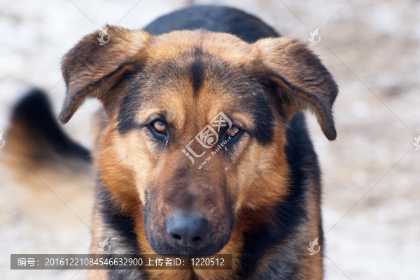 狗