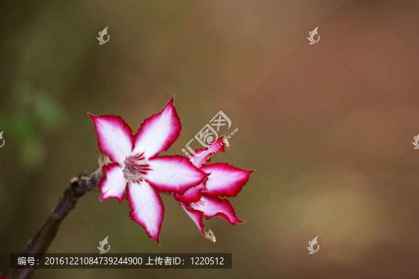 黑斑羚百合花