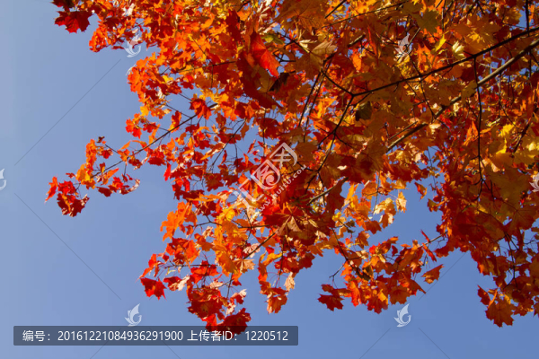 紅楓葉與天空