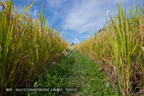 稻田