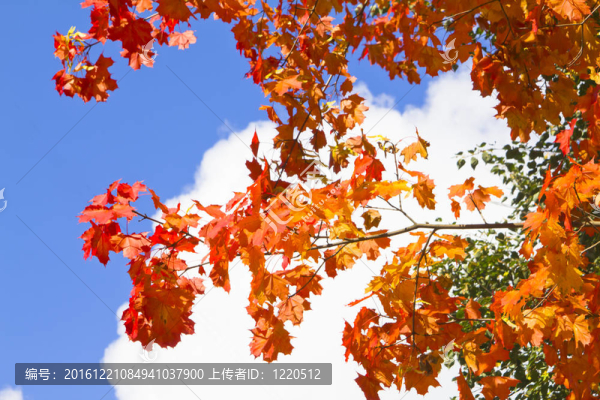 紅楓葉與天空