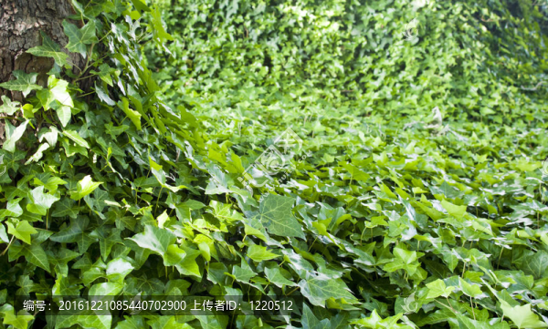 叢林藤蔓