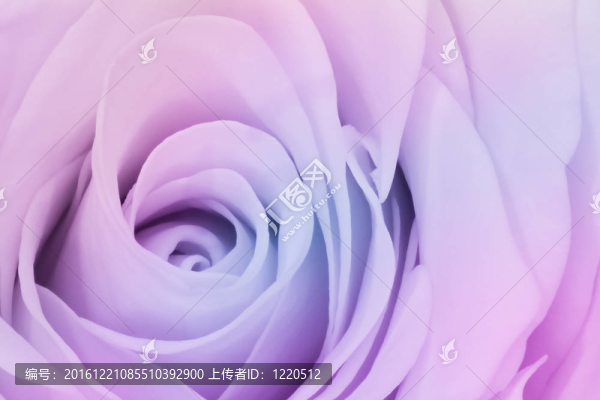 多色玫瑰