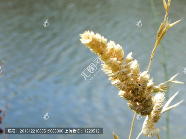 蘆葦在河岸