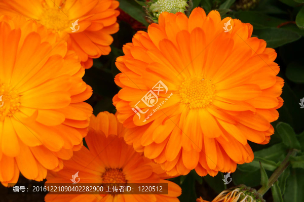 橙色金盞花。