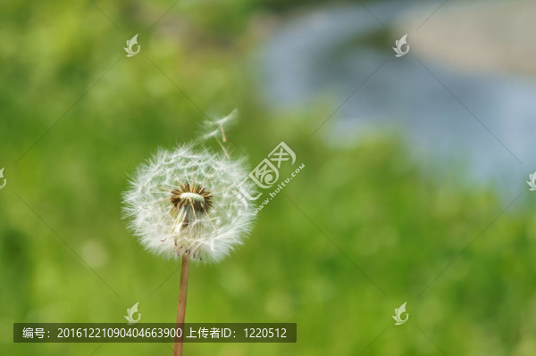蒲公英的絨毛（特寫）。