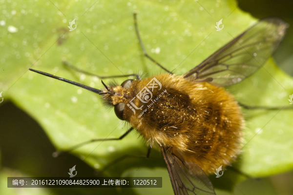 大蜂虻