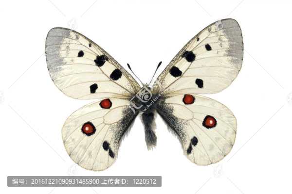 buttrfly