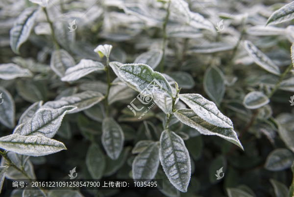 冬天的茶葉