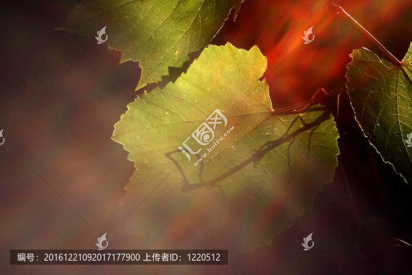 葡萄背面照明