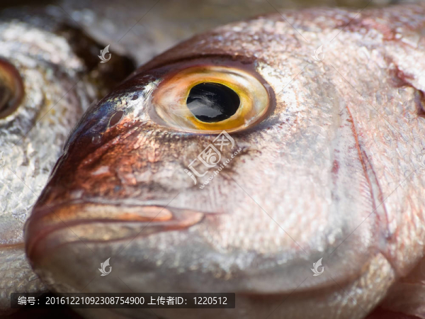 魚(yú)頭