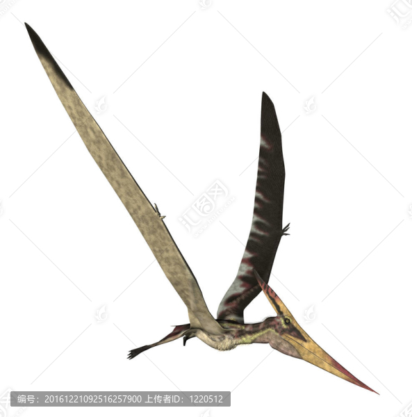 無齒翼龍longiceps