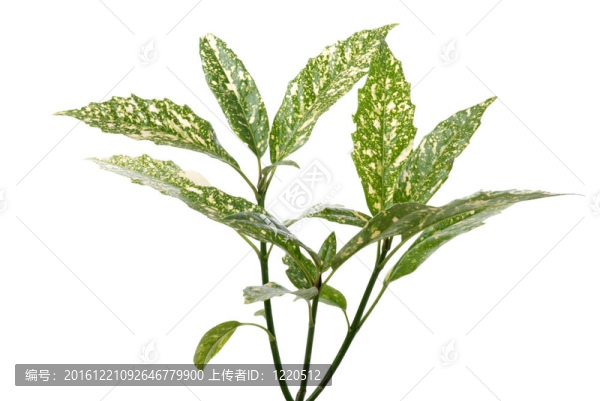 枝綠色的葉子