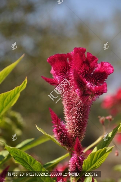 雞冠花