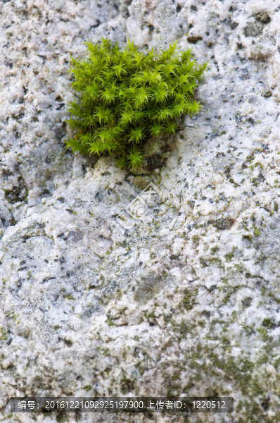 花崗巖上的苔蘚