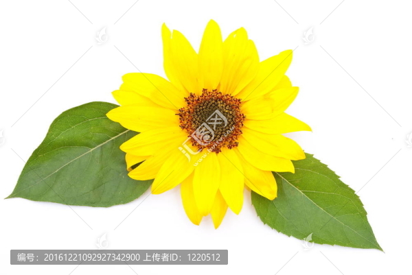 向日葵