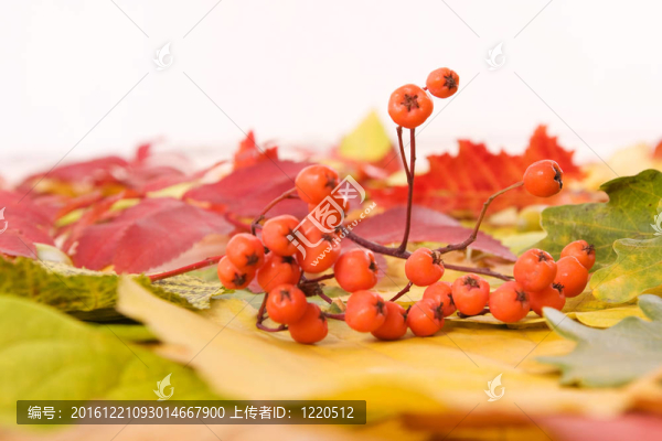 秋葉