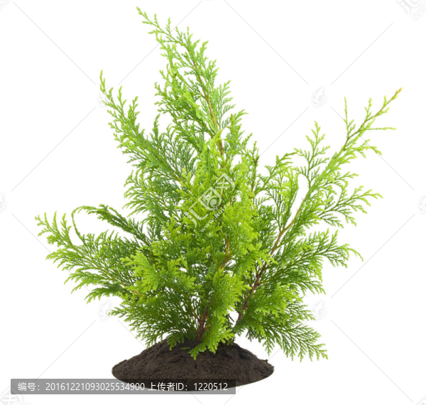 幼樹萌芽崖；