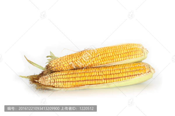 玉米原料