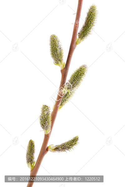 綠枝