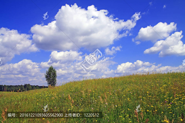 夏天的田野