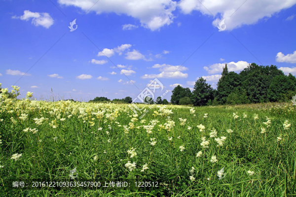 夏天的田野