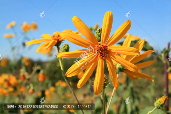 黃背景花