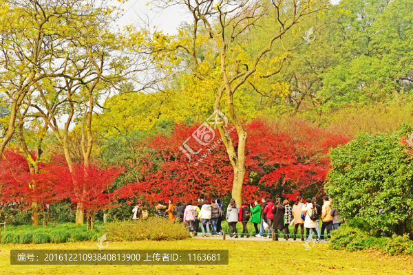 紅葉