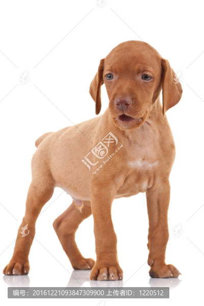 維茲拉獵犬小狗站