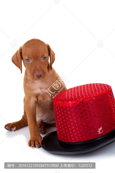 坐維茲拉獵犬的小狗