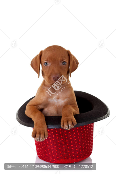 維茲拉犬的小狗在紅秀帽子