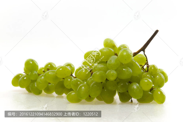 葡萄藤在白色的背景上