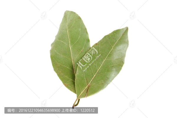 月桂樹的葉子