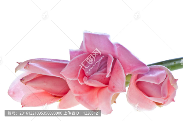 熱帶雨林花