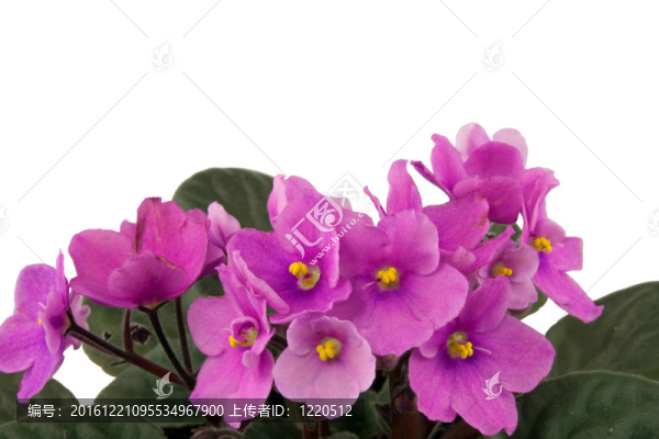 紫羅蘭花