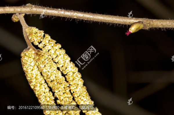 榛子；Corylus,avellana