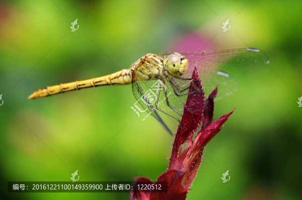 黃色的蜻蜓