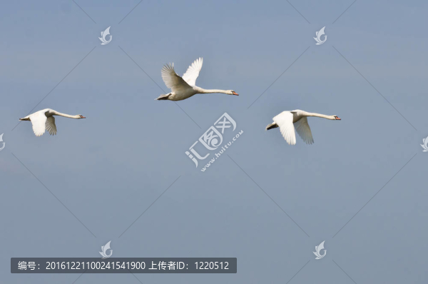 三只飛白天鵝