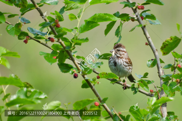 Berry,Bush食麻雀昆蟲
