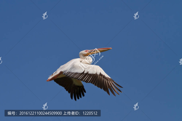 飛行中的白鵜鶘