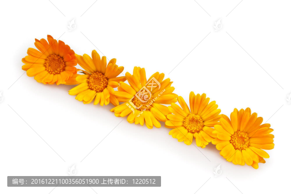 金盞花